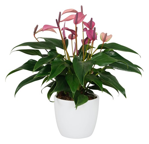 anthurium white Anthurium Flower 'Seashell White' Real Touch Artificial Flowers, 16.5” –  FiveSeasonStuff